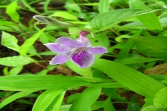 Asystasia dalzelliana